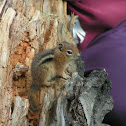 Least chipmunk