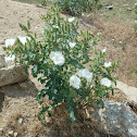 Prickly Poppy