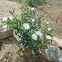 Prickly Poppy