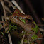 Spring Peeper