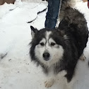 Husky