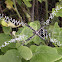 Silver Argiope