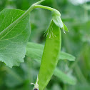 Pea 荷蘭豆