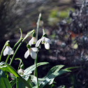 snowdrop