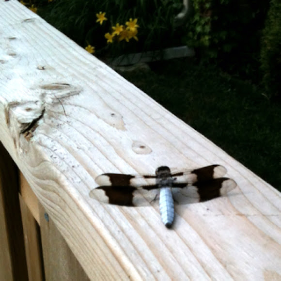 Spotting Image 1