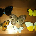 Common butterflies of my area