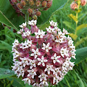 Milkweed