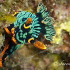 Dusky Nembrotha