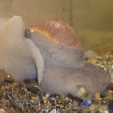 Moon snail