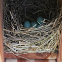 Eastern Bluebird