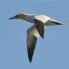 Northern Gannet