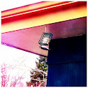 Downy Woodpecker