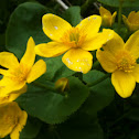 Marsh marigold