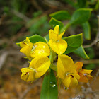 Fynbos