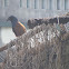 greater coucal
