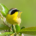 Common Yellowthroat