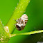 Spittle Bug