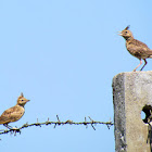 Crested Lark