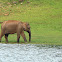 Asian Elephant