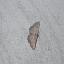 Mottled Beauty