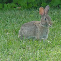 Rabbit