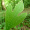 White Sassafras