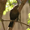 Common Blackbird