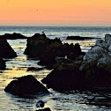 Harbor seal