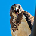 Swainson's Hawk