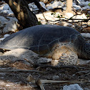 Loggerhead turtle