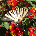 Scarce Swallowtail