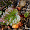 Rhubarb