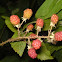 wild raspberry