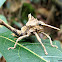 Unknown Grasshopper