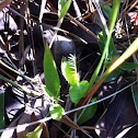 Venus Flytrap