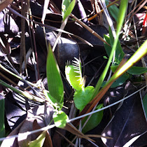 Carnivorous Plants of WV, NJ, NC, DE, MD