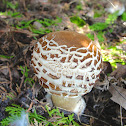 Unknown Mushroom