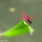 Crimson Marsh Glider