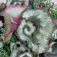 Spirals in Nature - Midwestern US