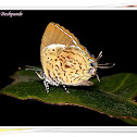 Monkey Puzzle Butterfly
