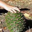 Araucaria bidwillii (bunya pine)
