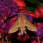 Elephant Hawk-moth
