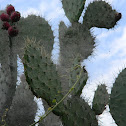 Tuna - Prickly-Pear Cactus