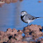white wagtail, Lavandera blanca