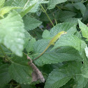 Carolina Anole