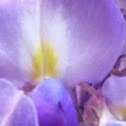Wisteria