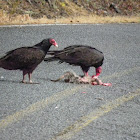 turkey vulture on possum