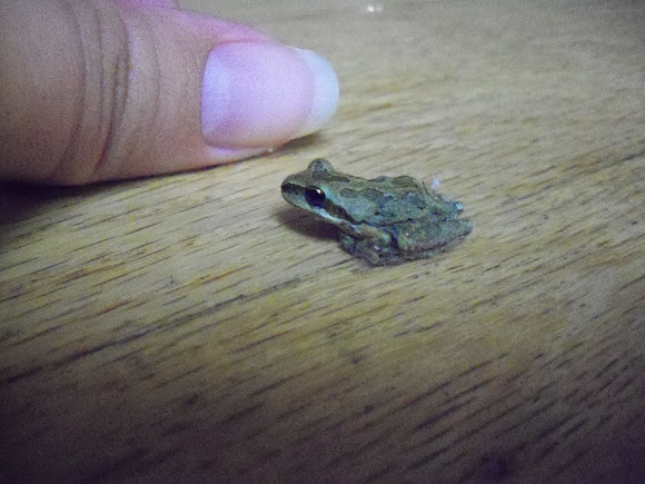 Spotting Image 1