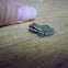 Pacific Tree Frog