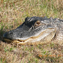 American Alligator
